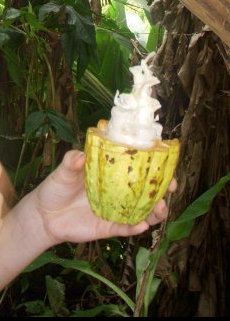 cacao fruit